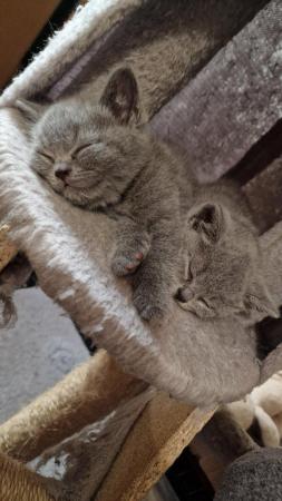 Image 2 of Gccf registered pure british shorthair ready 19th January