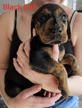 Image 9 of Doberman x Labrador puppies for sale