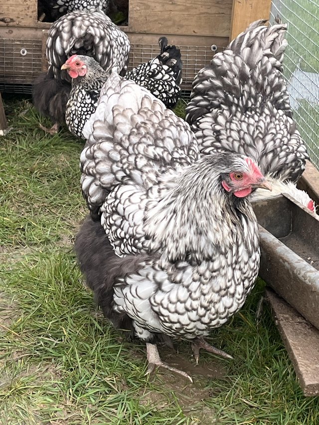 Preview of the first image of Trio of silverlaced Orpington LF.