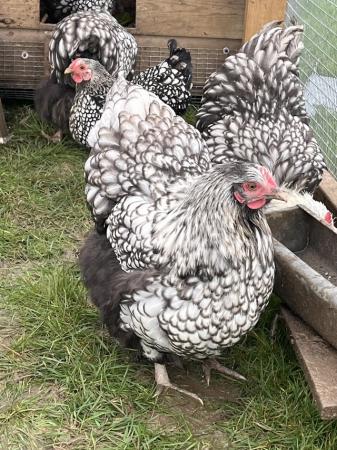 Image 1 of Trio of silverlaced Orpington LF