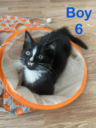 Image 19 of Kittens Looking for a Lovely Family
