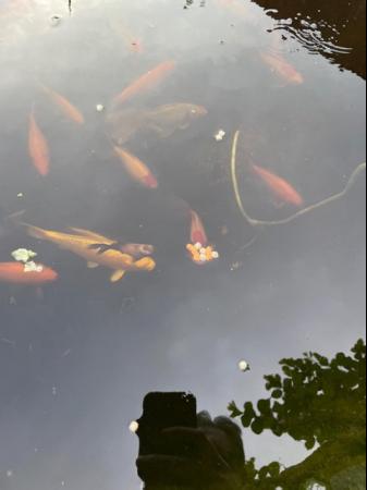 Image 4 of Outdoor goldfish, Comets and Shubunkins for sale