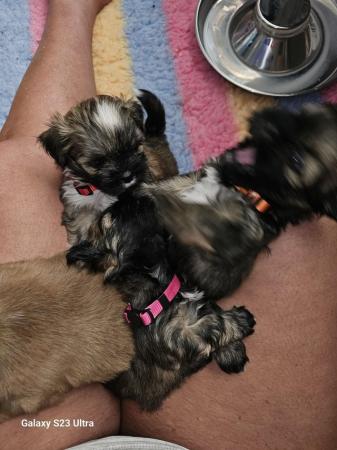 Image 9 of Lhasa apso puppies for sale