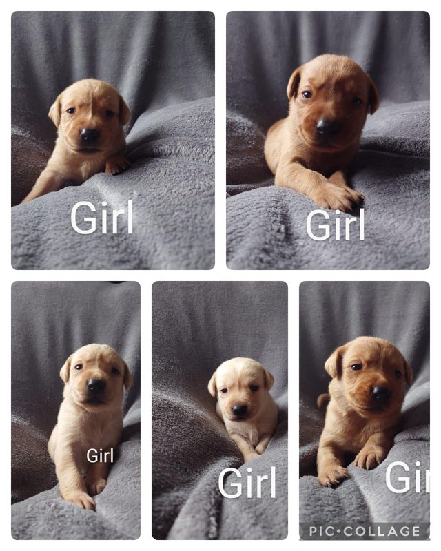 Preview of the first image of Fox red labrador puppies 6 boys 5 girls.
