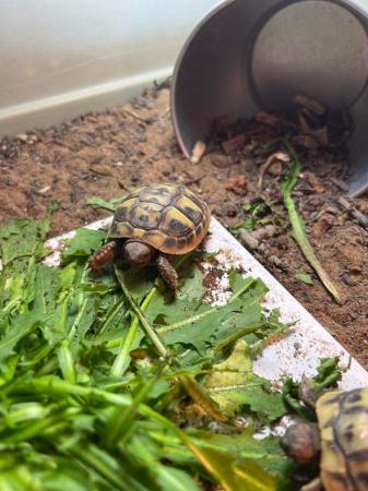 Image 1 of 2024 Hermanns tortoise hatchlings - Coming soon
