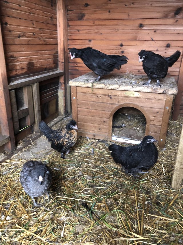 Preview of the first image of Mixed bantams black Pekins.