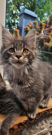 Image 2 of MAINE COON TICA REGISTERED KITTENS FOR SALE
