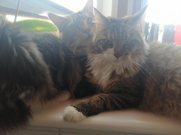 Image 1 of Fluffy maine coon kittens
