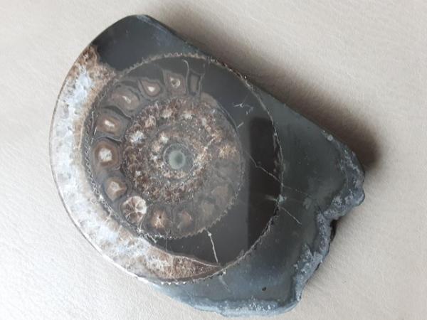Image 1 of Polished Ammonite Fossil