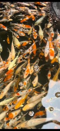Image 2 of Koi carp and goldfish for sale see description