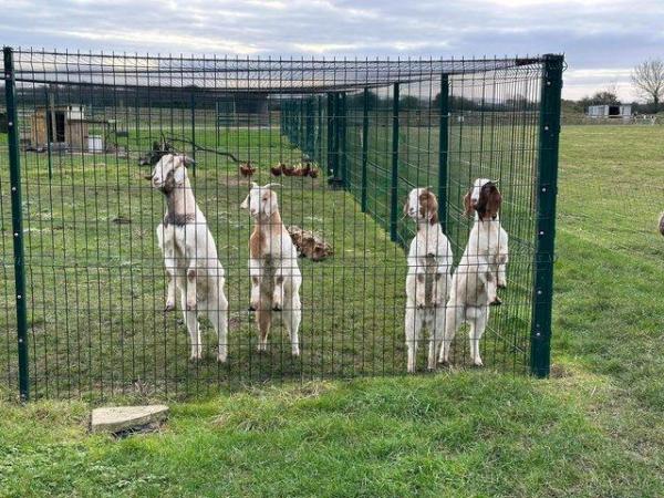 Image 1 of 6 month old male goats for sale