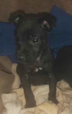 Image 15 of Patterdale terrier pups ready now little livewires