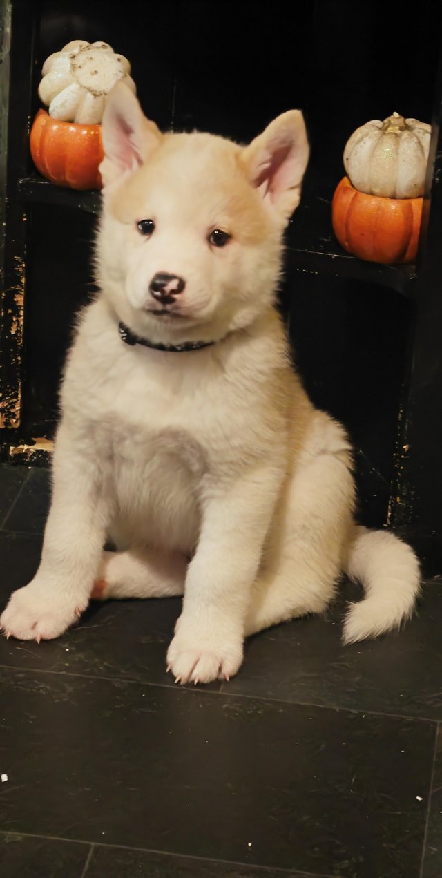Preview of the first image of Akita/husky mix puppies.
