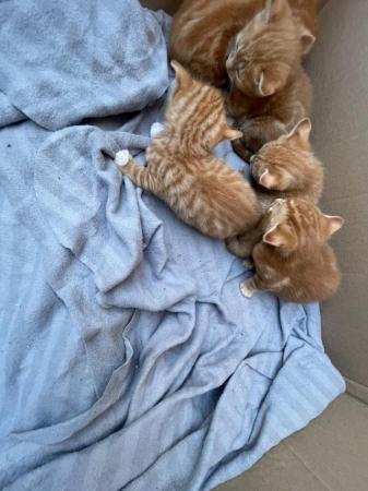 Image 3 of Kittens for sale Ready to leave on the 7th of may