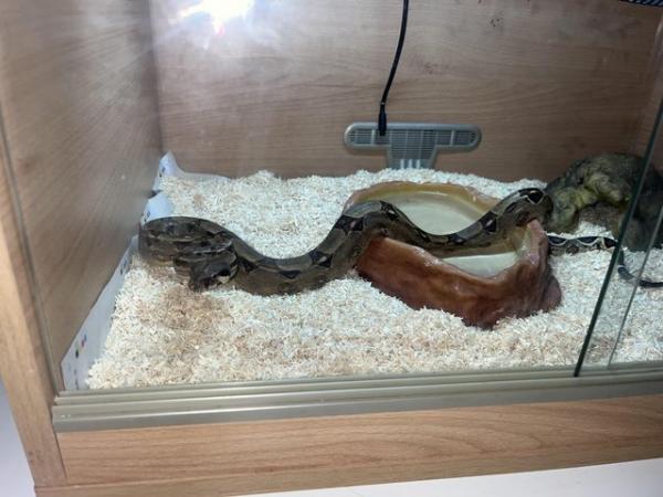Image 5 of 9 month old male boa for sale