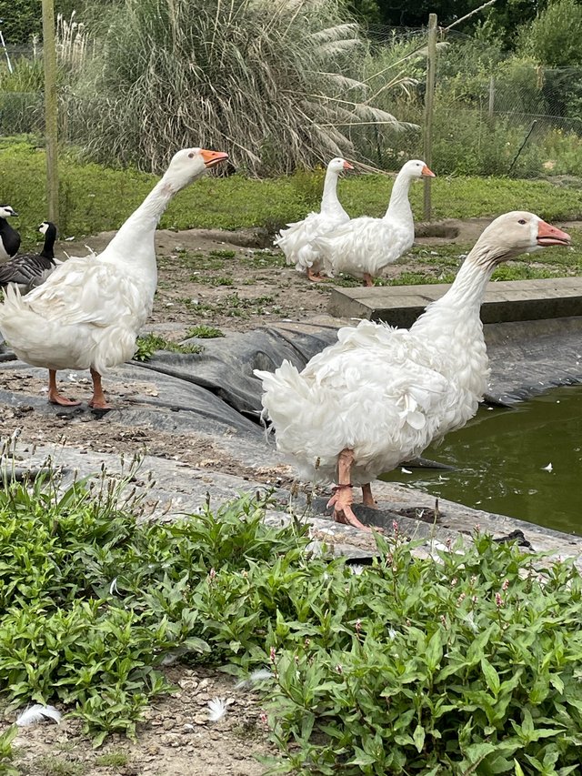 Preview of the first image of Sebastopol geese for sale.