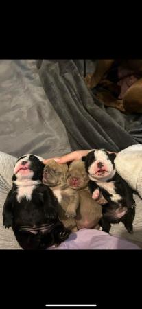 Image 25 of Gorgeous Mini BullsPuppies