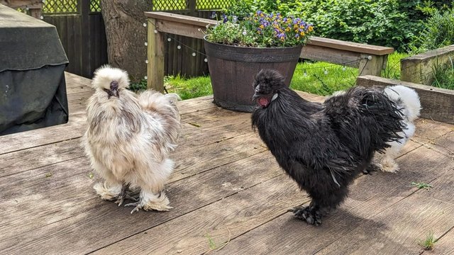 Preview of the first image of *DEAL* Tame Young Silkie Roosters.