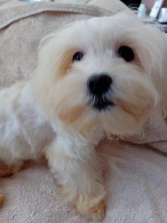 Image 2 of Gorgeous Maltese Puppies