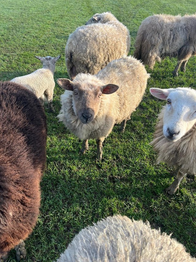 Preview of the first image of Various cross Texal yearlings and ewes available.