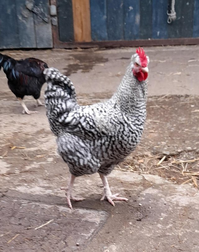 Preview of the first image of 6 months old marans cockerel.