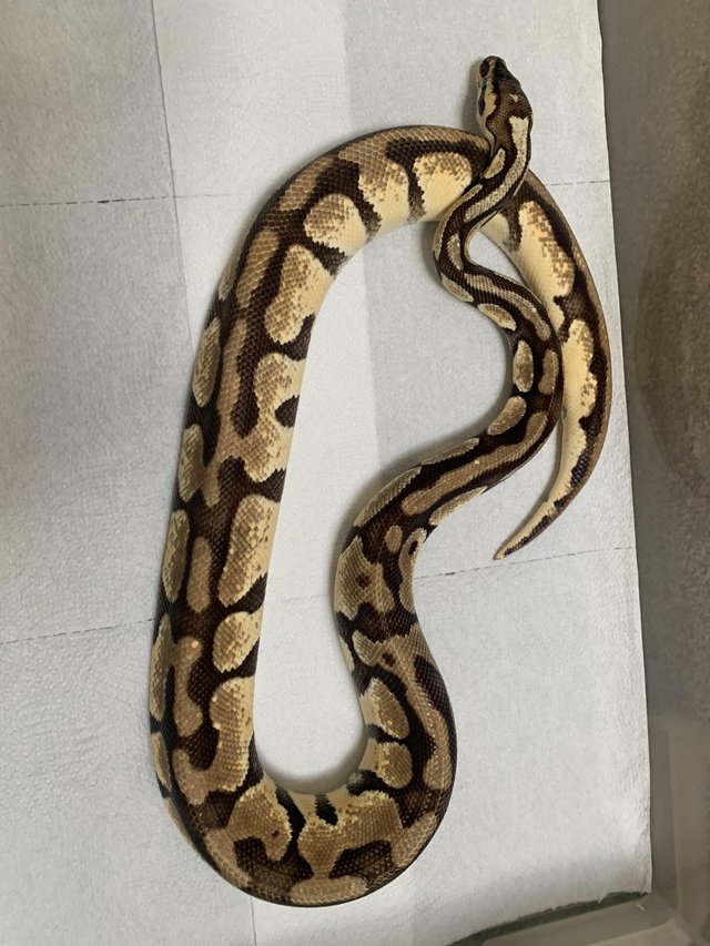 Preview of the first image of Female Yellowbelly pastel Royal Python.