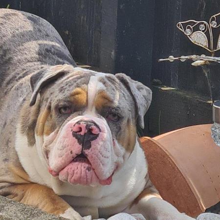 Image 3 of Old english bulldogge for sale