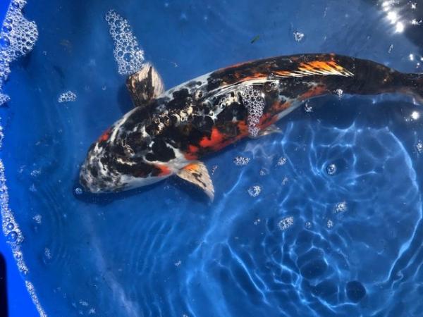 Image 6 of 12 Japanese Koi for sale