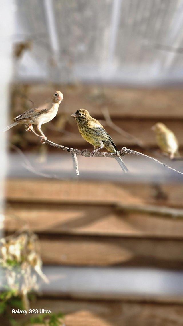 Preview of the first image of Linnets finches cage breed hand reared.