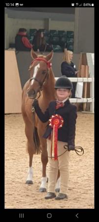Image 1 of Reduced 1450. Top class show pony