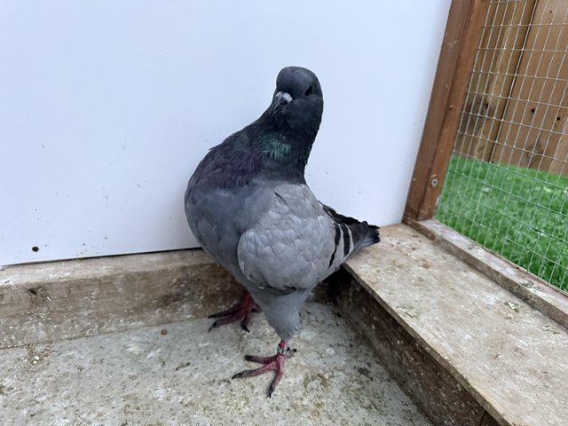 This years young King Pigeons various colours — photo 4 of 4