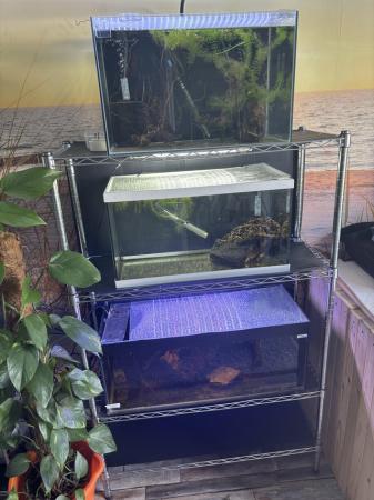 Image 5 of 45l fish tanks full set up. Ideal for guppys