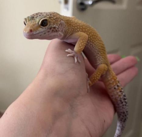 Image 5 of High yellow male Leopard Gecko & set up