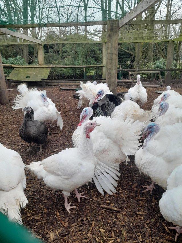 Preview of the first image of 8 month old Kelly Bronze turkeys.
