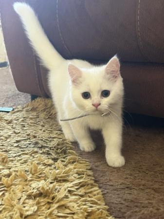 Image 10 of 1 Persian x kitten, white short haired boy, ready now,