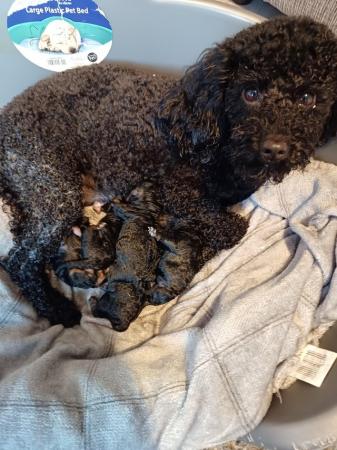 Image 2 of Toy Poodle Puppies for Sale