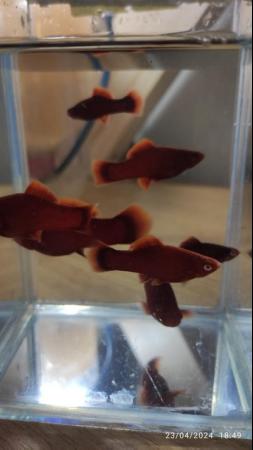 Image 3 of super red swordtails and electric blue akaras
