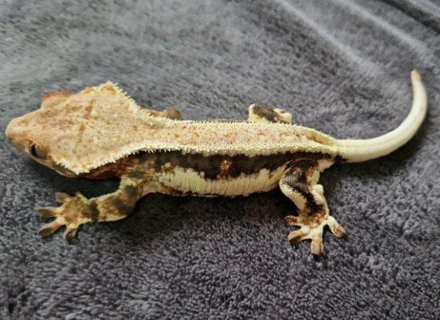 Image 3 of Lily white crested gecko Pinestipe