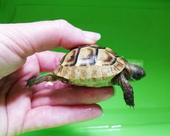 Image 2 of Beautiful baby greek tortoises - 5+ months old