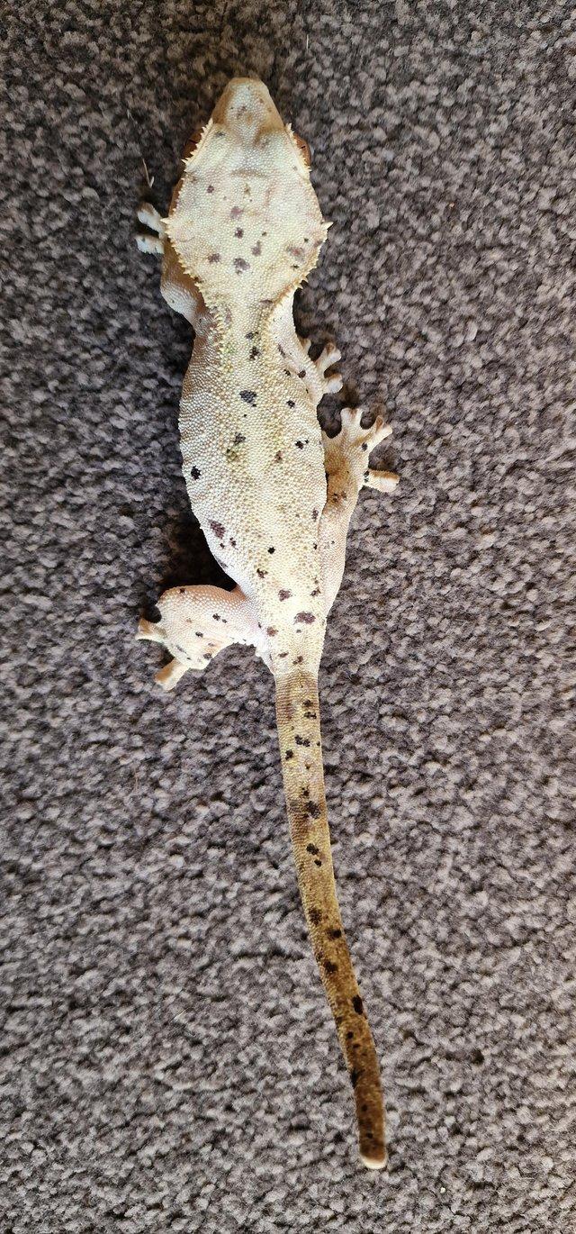 Preview of the first image of Breeding pair of dalmatian crested geckos.