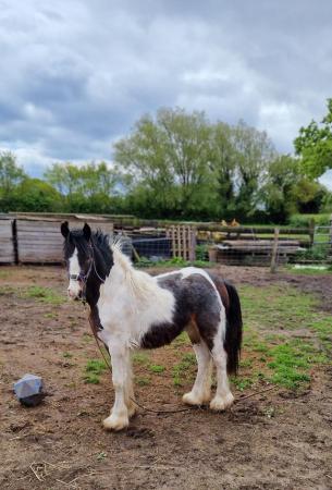 Image 2 of Stunning traditional cob colt foal for sale