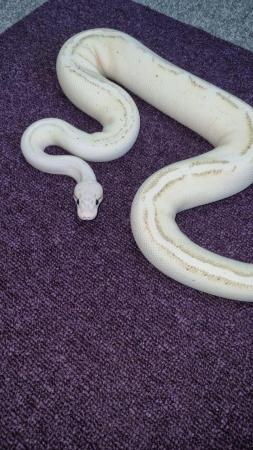 Image 3 of Royal python-pastel yellow belly spark(pastel puma)
