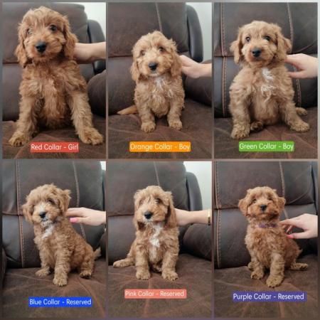 Image 18 of F2b Mini Cockapoo Puppies - Fully Vaccinated