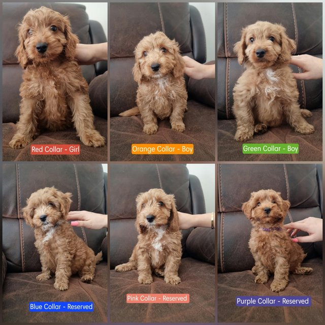 Preview of the first image of Stunning F2b Toy Cockapoo Puppies - Ready Now.