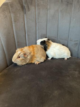 Image 2 of 6 week old male bonded guinea pigs
