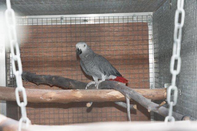 Preview of the first image of African Grey Adult Female Wanted.