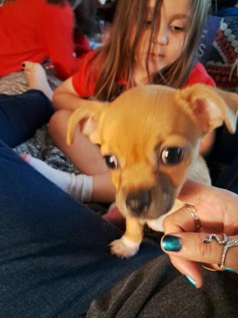 Image 9 of Sweet playful chihuahua puppy Manchester