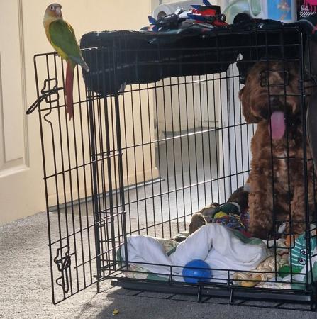Image 5 of 1 year old Conure with cage and toys
