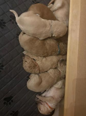 Image 2 of F1B Goldendoodle Puppies *Viewings Now*