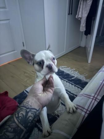 Image 4 of French bulldog puppy to rehome